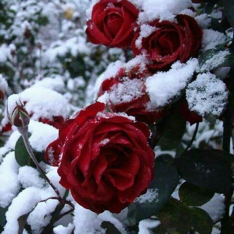 Snow Rose, Frozen Rose, Rose Belle, Painting Snow, Winter Rose, Rosé Aesthetic, Rare Flowers, Winter Flowers, Beautiful Rose Flowers