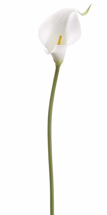 Real Touch Small Calla Lily in White Fake Hydrangeas, Calla Lily Bouquet, Lily Tattoo, Botanical Tattoo, Artificial Flowers Wedding, Silk Flowers Wedding, Real Touch Flowers, Botanical Decor, Cute Simple Wallpapers