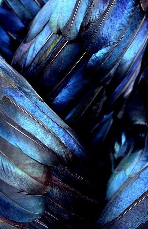 Ravenclaw Aesthetic, Blue Feathers, Amoled Wallpapers, Yennefer Of Vengerberg, Tableau Art, Ravenclaw, Color Of The Year, Color Textures, Ravens