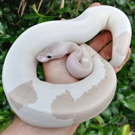 Jonathan skedd on Instagram: “Banana Champagne Super Cinnamon (Grey Matter) Female 526g Ball Python  Eating live weaned rats!  Going up on Olympianexotics.com !…” Ball Pythons Cute, White Python, Cute Ball Python, White Ball Python, Ball Pythons, Banana Ball Python, Scaleless Ball Python, White Lipped Python, Banana Ball Python Morphs