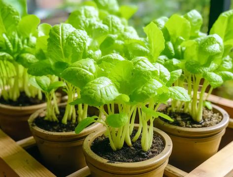 How to Grow Wasabi in Containers at Home Growing Wasabi, Cruciferous Vegetables, Replant, Growing Seeds, Growing Indoors, Organic Matter, Plant Needs, Green House, Potting Soil