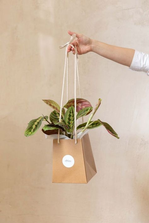 Plant Packaging Ideas, Maranta Tricolor, Plant Packaging, Honey Jar Wedding Favors, Logo Garden, Plant Party, Packaging Design Trends, Flower Branding, Bridal Gift Wrapping Ideas