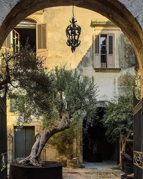 Nicholas Hayman on Instagram: "Loved the warmth of the render as a backdrop to the green Thank you for the picture @palazzocastelluccio Noto, Sicily #beauty #style #noto #sicily #island #interiordesign #courtyard #beautiful #olive #tree #garden Thank you for the book @teniqua_scents" Old Courtyard, Portugal Garden, French Vineyard, Ithaca Greece, Light Olive Green, Olive Tree, Pretty Places, Beauty Style, Summer House