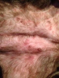 Red Spots: My dog started getting crusty sores all over her body and also red spots on her belly.   She is 7 years old and has always been very healthy with no skin Dog Skin Problems Pictures, Dog Dry Skin, Dog Skin Problem, Skin Bumps, Ear Infections, Skin Redness, Dog Skin, Dog Ideas, Skin Care Acne