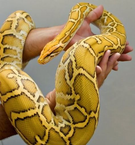 The Burmese Python Morph List - Reptile Forums Snake Photos, Burmese Python, Cool Snakes, Colorful Snakes, Pretty Snakes, Yellow Snake, Ball Python Morphs, Albino Animals, Cute Reptiles