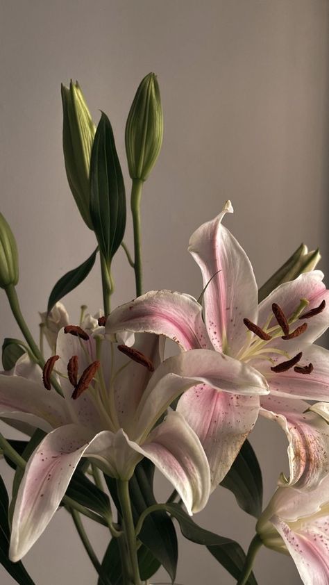 Whats Wallpaper, Lily Wallpaper, Boquette Flowers, Nothing But Flowers, Flower Therapy, Beautiful Bouquet Of Flowers, Luxury Flowers, Beautiful Flowers Pictures, Flower Lover