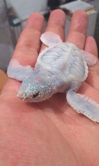 Baby Sea Turtle, Albino Animals, Cute Reptiles, Baby Animals Pictures, Cute Turtles, Baby Turtles, Baby Animals Funny, Cute Animal Photos