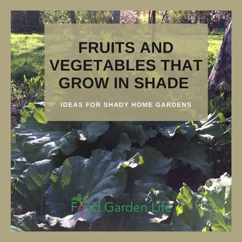 Guide to Fruits and Vegetables that Grow in Shade — Food Garden Life: Edible Garden, Vegetable Garden, Edible Landscaping Tree Hedge, Garage Fence, Cold Climate Gardening, Straw Bale Gardening, Shady Garden, Rhubarb Plants, House Garage, Container Vegetables, Garden Vegetable