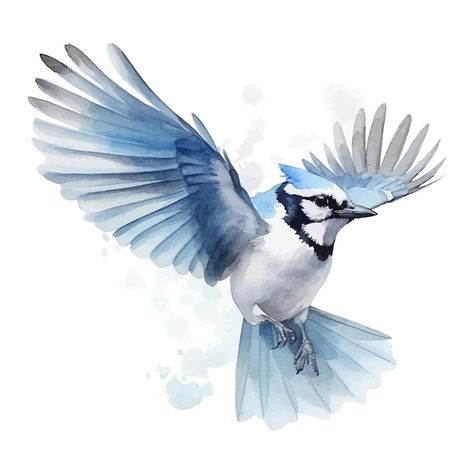 Cute blue jay bird cartoon in watercolor... | Premium Vector #Freepik #vector #bird-character #bird-cartoon #sparrow #beak Blue Jay Flying Tattoo, Blue Jay Cartoon, Blue Jay Outline, Blue Birds Painting, Bluejay Feather Tattoo, Blue Jay Flying, Blue Jay Drawing, Blue Bird Drawing, Watercolor Blue Jay