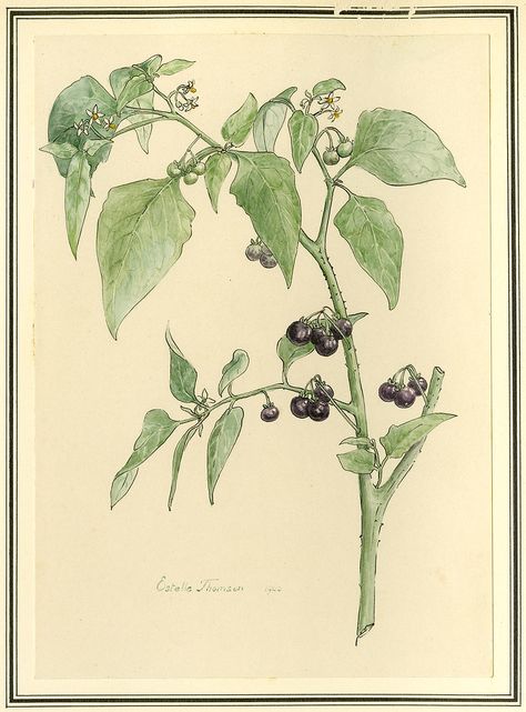 Botanical Drawing of Black Nightshade (Solanum Nigrum) Nightshade Drawing, Atropa Belladona, Nightshade Berries, Black Nightshade, Nightshade Plant, Deadly Nightshade, Botanical Drawing, Plant Drawing, Botanical Drawings