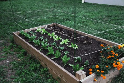 How to Keep Dogs Out of Your Garden Backyard Raised Garden, Diy Garden Fence, Sunny Garden, Vegetable Planters, Garden Planter Boxes, Vegetable Garden Planning, Garden Workshops, Garden Food, Raised Garden Beds Diy