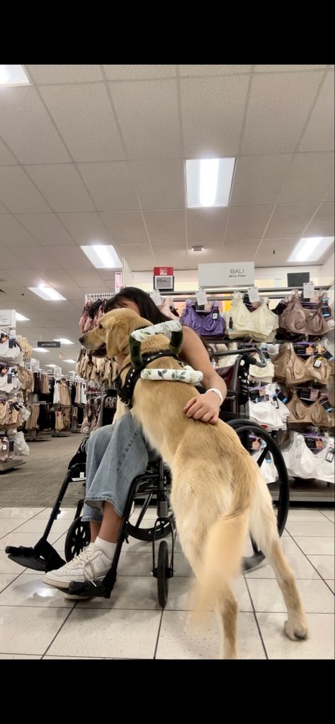 Mobility Service Dog, Service Dog Aesthetic, Billy Showalter, Golden Retriever Service Dog, Service Dog Harness, Dog Life Hacks, Black Husky, Service Dog Gear, Dog Days Are Over