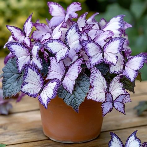 Moonlight Butterfly, Butterfly Plants, Unusual Flowers, Pretty Plants, Exotic Flowers, Leaf Shapes, Dream Garden, Plant Life, Garden Seeds