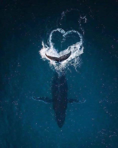 Hearts In Nature, Heart In Nature, Animals Tattoo, Beautiful Sea Creatures, A Whale, Humpback Whale, Marine Biology, Ocean Creatures, Marine Animals