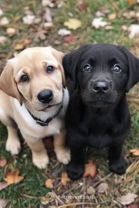 Lab Pups, Basement Room, Black Labs Dogs, Black Labrador Dog, Labrador Puppies, Cute Dogs Images, Dog Salon, Excited To See You, Black Lab Puppies