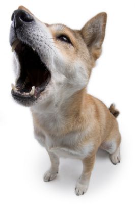 Woof/Shush Stop Puppy Barking, Types Of Puppies, Japanese Dog, Puppy Barking, Stop Dog Barking, Japanese Dogs, Shiba Inu Dog, Best Dog Training, Different Dogs