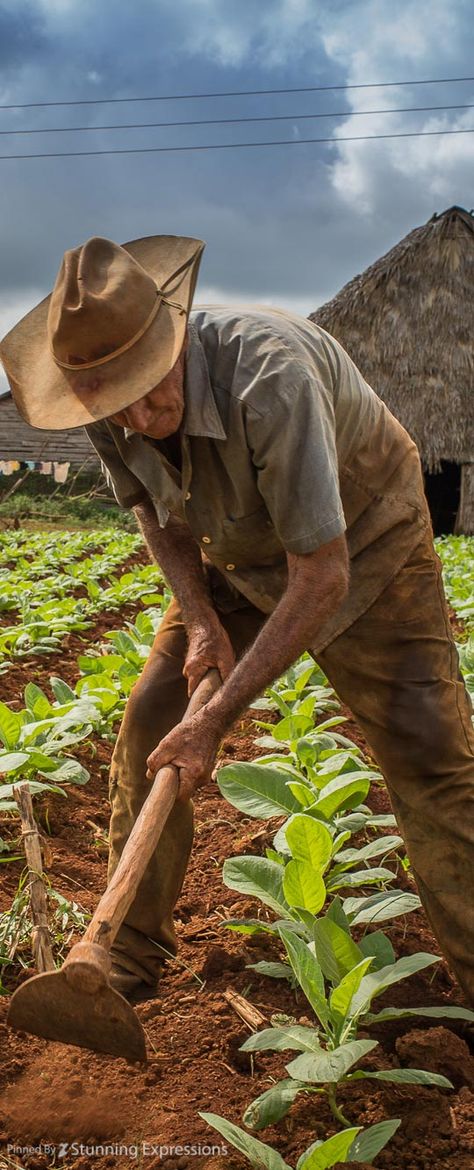 Tobacco Farmers in Vi�ales Town | Cuba Cuba Painting, Farmer Painting, Mexico People, Cuba Photography, Puerto Rican Culture, Farm Lifestyle, Graffiti Words, Mexico Culture, Canvas Art Projects