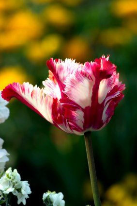 Parrot and Ruffled Tulips Parrot Tulip, Funky Flowers, Parrot Pet, Twilight Book, Color Wonder, Parrot Tulips, Tulips Garden, Exotic Bird, Plant Life