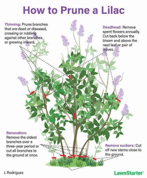 Vermont Gardening, Lilac Hedge, Prune Lilac Bush, Lilac Pruning, Canyon House, Pruning Plants, Lilac Plant, Lilac Bush, Yard Plants