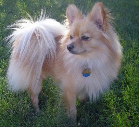 papillon pomeranian mix puppies for sale | Zoe Fans Blog | Pooches ... Pomeranian Mix Puppies, Pomeranian Chihuahua Mix, Papillon Mix, Baby Pomeranian, Designer Dogs Breeds, Pomeranian Mix, Giraffe Toy, Shooting Targets, Dog Lady