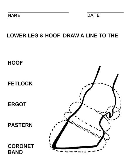 Parts of the Lower Leg #Horsemastership #glenlyon pony club. Horse Worksheets, Horse Judging, Horse Camp Ideas, Horse Activities, Equine Science, Horseback Riding Lessons, Horse Lessons, Horse Club, Horse Facts