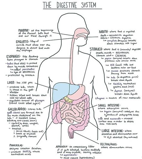 Are you following the low FODMAP diet and confused about enzyme supplements? Have you wondered about digestive enzymes and IBS? Not sure what they are or if you should give them a try? Read all about them here to help you decide. Digestive System Diagram, Digestive System Anatomy, Gi System, Human Digestive System, Sistem Pencernaan, Study Biology, Basic Anatomy And Physiology, Nurse Study Notes, Medical Student Study