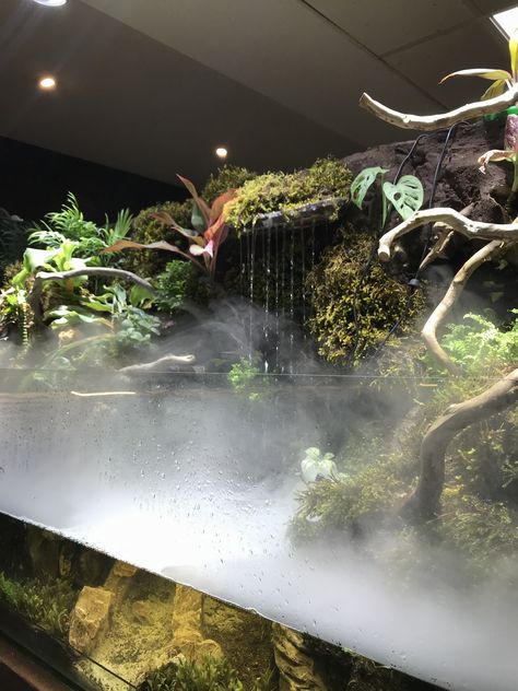 a big steami paludarium with a tiny waterfall Axolotl Paludarium, Paludarium Ideas Waterfalls, Paludarium Waterfall Aquascaping, Waterfall Paludarium, Vivarium Waterfall, Paludarium Waterfall, Big Terrarium, Waterfall Terrarium, Paludarium Ideas