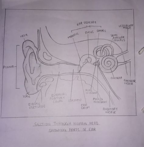 Internal structure of 👂 Ear Anatomy Drawing Medical, Structure Of Ear, Ear Anatomy Drawing, Ears Anatomy Drawing, Human Ear Diagram, Ear Diagram, Nursing School Studying Cheat Sheets, Nursing Wallpaper, Biology Drawing