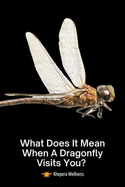 What Does It Mean When A Dragonfly Visits You? What Do Dragonflies Symbolize, Dragonfly Sayings Quotes, Dragon Fly Spiritual Meaning, Dragonfly Symbolism Meaning, Dragonfly Quotes Inspiration, Seeing Dragonflies Meaning, Dragonflies Meaning, Dragon Fly Meaning, Dragonfly Plants