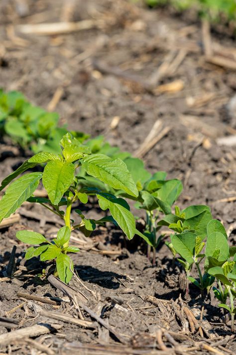 Watering Techniques to Prevent Lawn Weeds How To Pull Weeds Easily, Prevent Weeds In Flower Bed, Best Weedblock For Flower Beds, Preventing Weeds In Flower Beds, Common Lawn Weeds, Weeds In Lawn, Beautiful Yards, How Do I Get, Green Lawn