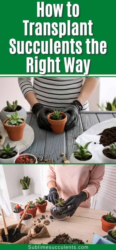 Care Of Succulents Indoors, Repot Succulents How To, Transplanting Cactus Plants, How To Plant Succulents In Pots, How To Repot A Succulent, How To Pot Succulents Indoor, Potting Succulents Ideas, Creative Succulent Ideas, How To Split Succulents Plants