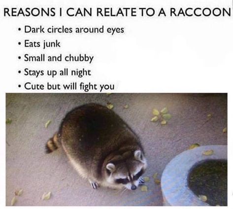 Dark Circles Around Eyes, Trash Panda, I Can Relate, Dark Circles, Dankest Memes, Make Me Smile, Baby Animals, Funny Animals, Funny Jokes