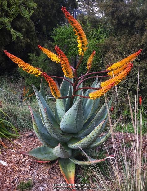 Aloe Marlothii, African Plants, Strange Flowers, Aloe Plant, Desert Garden, Unusual Plants, Desert Plants, Cactus Y Suculentas, Cactus Garden