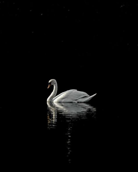 Black Swan Illustration, Aesthetic Cover Photo Facebook, Brekup Pic, Black Swan Bird, Freedom Pictures, Swan Artwork, Swan Photography, Swan Float, Swan Pictures