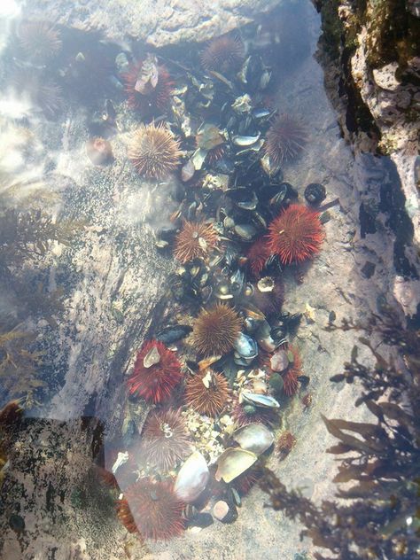 Rock Pools Aesthetic, Rock Pool Art, Rock Pools Beach, Rock Pool Aesthetic, Coastal Aesthetic Photography, Sea Rocks, Tidal Pool, Pool Art, Mermaid Aesthetic