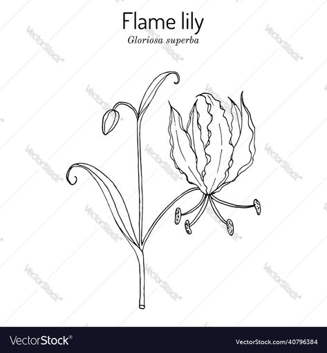 Flame Lily Tattoo, Flame Lily, Fresh Tattoo, Lily Tattoo, Plant Vector, Medicinal Plants, Lotus Flower Tattoo, Inspiration Ideas, Simple Tattoos