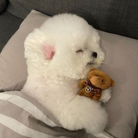 Adorable Bichon with a teddy bear cut #bichon #puppy #whitepuppy Bear Puppy, Bichon Dog, Bichon Frise Puppy, White Puppy, Bichon Frise Dogs, Fluffy Puppies, White Puppies, Cute Little Puppies