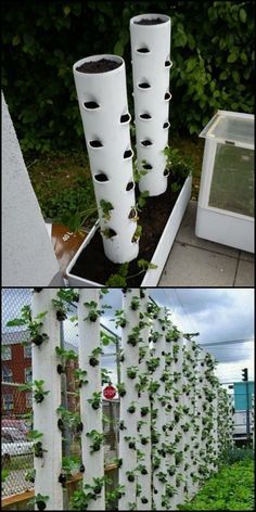 How To Make Your Own Vertical Strawberry Planter Want to grow strawberries but don't have the space in your garden? Why not make this vertical planter? Have we got your green thumbs itching? Pvc Planters Diy, Pvc Strawberry Planter, Vertical Growing Vegetables, Diy Vertical Strawberry Planter, Vertical Garden Strawberries, Pvc Planter Ideas, Vertical Vegetable Gardens Diy, Strawberry Growing Ideas, Vertical Strawberry Garden