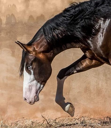 6,506 Likes, 23 Comments - Famous Horses (@fam.horses) on Instagram: “Horses are Art ⚜ - Follow us and check out our BIO to be featured” Bald Face Horse, Desert Horse, Bald Face, Horse Markings, Horse Inspiration, Paint Horse, Andalusian Horse, All The Pretty Horses, Equine Photography