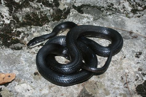 Eastern Ratsnake – Pantherophis alleghaniensis Black Rat Snake, Billy Brown, Black Rat, Rat Snake, Largest Snake, Animal Ideas, Corn Snake, King Cobra, Black Snake