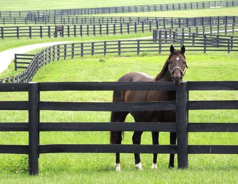 Horse Fence Ideas, Property Fencing, Farm Fences, Pasture Fencing, Horse Fence, Equestrian Property, Stable Ideas, Buy A Horse, Dream Horse Barns