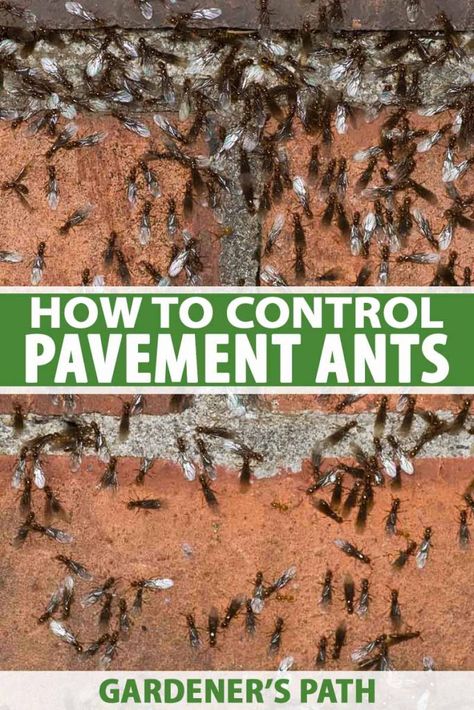 Ants In Kitchen, Ants In Garden, Tiny Ants, Ant Problem, Ants In House, Ant Infestation, Kill Ants, Black Ants, Rid Of Ants