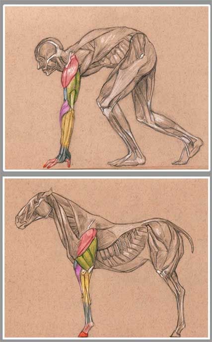 Very cool comparative picture between front limb muscles in a horse and human arm muscles. It would be cooler if the muscles were labeled though. Balance Workout, Vet Medicine, Horse And Human, Horse Anatomy, Animal Anatomy, Arm Muscles, Animal Study, Anatomy For Artists, Anatomy Study