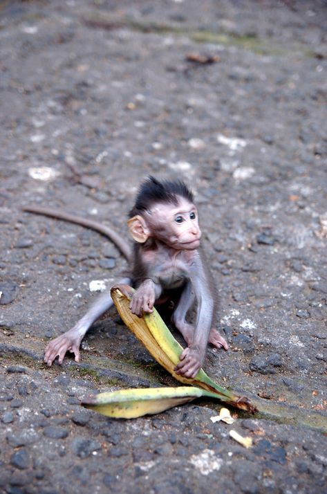 https://flic.kr/p/4QpaFT | Little Monkey Holding Onto Banana Peels | After digging out under its mother's tail, it realized that only the peels remain. In monkey forest park in Ubud, Bali Banana Peels, Monkey Forest, Banana Peel, Ubud Bali, Little Monkeys, Forest Park, Ubud, Bali, Indonesia