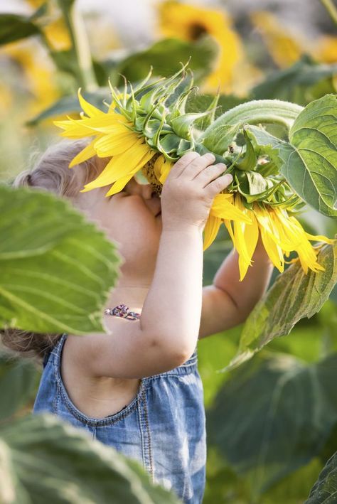 In this section, we will be looking at the top three best eye-catching plants to grow with kids in the backyard. Not only are they all gorgeous to look at, but they are also extremely easy to grow. Sunflowers are bright, colorful, big and super easy to grow – making them perfect for little gardeners. Their seeds are large and easy to handle, so planting them isn’t too fiddly. Sunflowers grow happily in flower beds or pots, so they will suit any type of outdoor space, big or small. Kids Gardening Projects, Flower Gardening Ideas, Gardening With Kids, Garden Front Of House, Cherry Tomato Plant, Sunflower House, Planting For Kids, Growing Sunflowers, Vertical Vegetable Garden