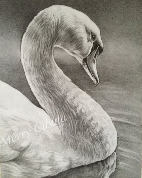 An original wildlife art, bird art drawing, entitled "Swan" Bird Art Drawing, Swan Drawing, Animal Painter, Swan Painting, Art Motivation, Scratchboard Art, Pencil Drawings Of Animals, Pencil Drawings Easy, Pony Drawing