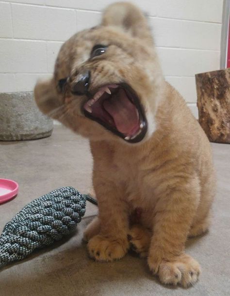 Pet Lion, Dallas Zoo, Female Lion, Lions Photos, Cute Lion, Lion Cub, Baby Lion, Pretty Animals, Silly Animals