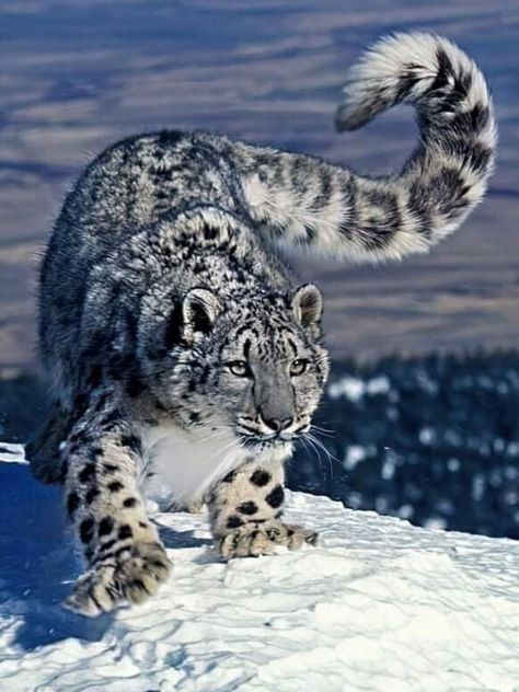 Snow Panther, Snow Leopard Tattoo, Leopard Pictures, Leopard Tattoo, Leopard Tattoos, Clouded Leopard, Wild Animals Pictures, Pretty Animals, Cute Wild Animals