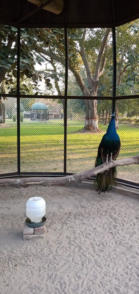 Peacock Cage Design, Peacock Aviary Ideas, Peacock Coop Pens, Peacock Pens Ideas, Peacock Coop Ideas, Peacock Farming, Peacock Shelter, Peafowl Enclosure, Peafowl Coop