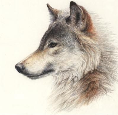 Añadir Pin de imagen Wolf Side View, Wolf Profile, Drawing Wolf, Wolf Sketch, Winter Wolves, Regnul Animal, Profile Drawing, Wolf Images, Wolf Painting